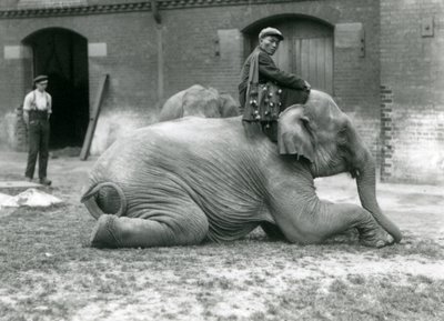 Female Burmese Elephant Mo Gay Ko with trainer Law Wee Lee outside the Elephant House with a keeper and another elephant in the background, London Zoo, 1923 by Frederick William Bond